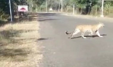 जबलपुर के खमरिया क्षेत्र में सड़क में घूमता दिखा तेंदुआ, क्षेत्र में बढ़ रही दहशत