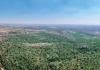 बक्सवाहा जंगल की कटाई पर आदित्य बिरला समूह ने किया सरेंडर