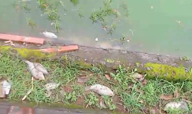 Jabalpur News : गुलौआ तालाब का पानी दूषित होने के कारण कई मछलियों ने तोड़ दम।