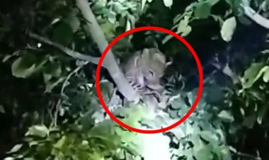 Umaria News: गाँव में घुसकर मादा तेंदुआ ने कुत्ते का किया शिकार, ग्रामीणों में आक्रोश 