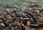 [PDF] Financial Analysis of Fish Farming Operations
