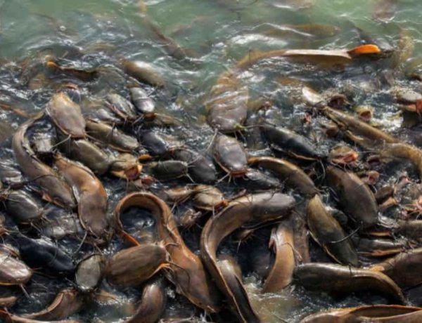 [PDF] Financial Analysis of Fish Farming Operations