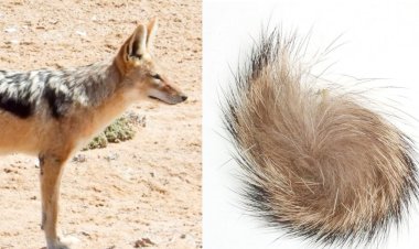 सियार सिंगी (Siyar Singhi) क्या है? सियार सिंगी के फायदे एवं नुकसान