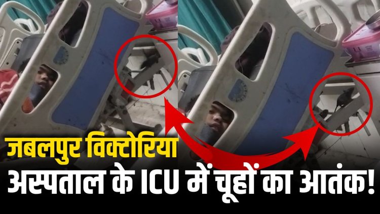 Jabalpur News: विक्टोरिया अस्पताल के ICU में चूहों का आतंक! मरीज के पिता का VIDEO हुआ वायरल