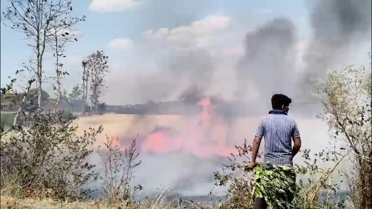 Seoni News : सिवनी में आग ने ली किसानों की कड़ी मेहनत की परीक्षा, कई एकड़ गेहूं जलकर राख