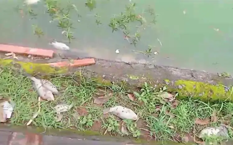 Jabalpur News : गुलौआ तालाब का पानी दूषित होने के कारण कई मछलियों ने तोड़ दम।