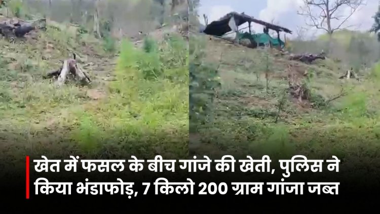 Jabalpur News: खेत में फसल के बीच गांजे की खेती, पुलिस ने किया भंडाफोड़, करीब 7 किलो 200 ग्राम गांजा जब्त